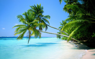 Beach palm tree water blue - leaning free wallpaper for desktop
