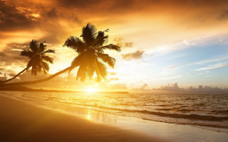 Tropical beach sunset palm trees 3 - a tropical beach free wallpaper