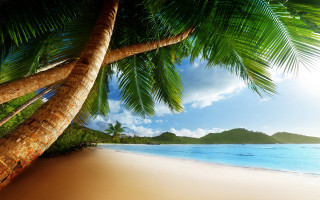 Palm tree beach blue sky 21 - a blue sky and ocean in the background free wallpaper for desktop