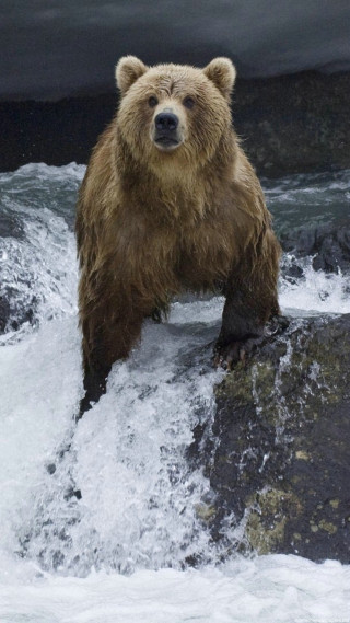 Brown bear rock river dark 2 - environmental free wallpaper for mobile
