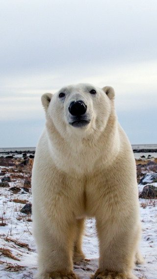 Polar bear snow camera sky - free animals wallpaper for mobile