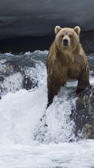 Brown bear rock river dark - a dark sky in the background free wallpaper for mobile