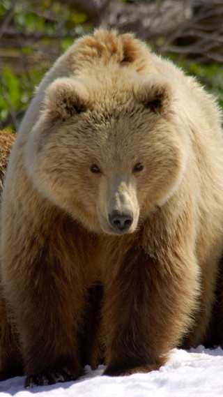 Bear walking snow near trees - free animals wallpaper for mobile
