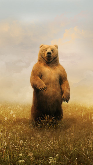 Large brown bear standing grass - behance hd free wallpaper for mobile