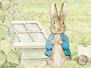 Rabbit grass window blue jacket - a blue jacket free wallpaper