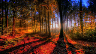 Forest sunbeam trees background long - a long shadow free wallpaper