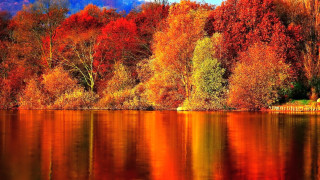 Lake trees orange red leaves 2 - in the foreground free wallpaper for desktop