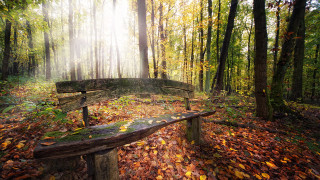 Bench forest leaves trees sunbeams - the ground and trees free wallpaper