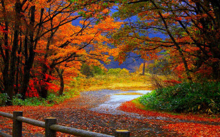 Fall road trees leaves fence - fall free wallpaper