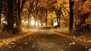 Road trees leaves bench sunshine - a road free wallpaper for desktop