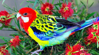 Colorful bird branch red flowers - colour free wallpaper for desktop