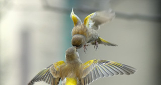 Two birds flying close beaks - their beak free wallpaper