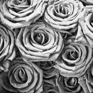 Black white roses water droplets - water droplet free wallpaper for tablet