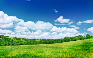 Field blue sky clouds green 2 - yellow flower and trees free wallpaper