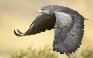 Bird flying air wings spread 12 - anne nasmyth free wallpaper