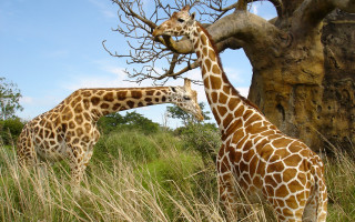 Giraffes tall grass tree rock 3 - two giraffe free wallpaper