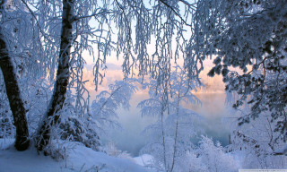 Snowy forest trees covered clouds - a pink sky in the background free wallpaper