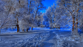 Snowy forest path blue sky 3 - a snowy path free wallpaper