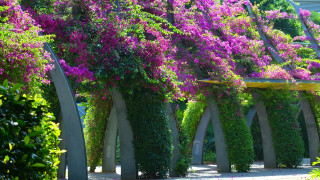 Purple flowers concrete pillar garden - purple flower free wallpaper