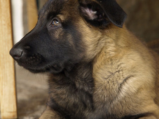 Dog sitting wooden post sad - heroic free wallpaper