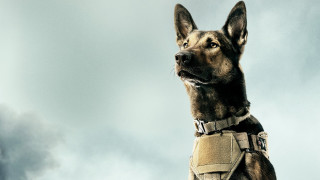 Dog harness looking up cloudy - david budd free wallpaper for desktop