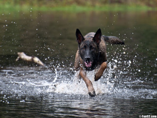 Dog running water bird flying - animal free wallpaper for desktop