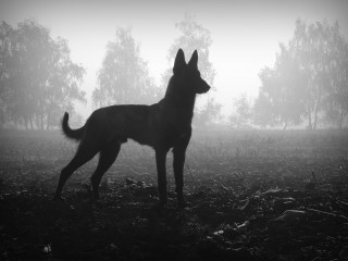 Dog foggy field trees night - the foggy day free wallpaper