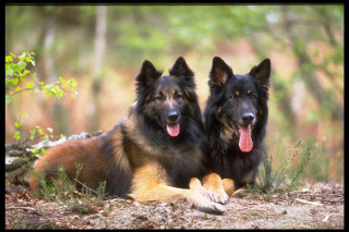 Two dogs laying grass tongues - their tongue free wallpaper