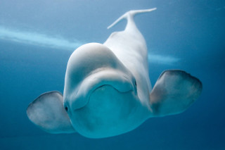 White dolphin swimming blue ocean - a blue ocean free wallpaper