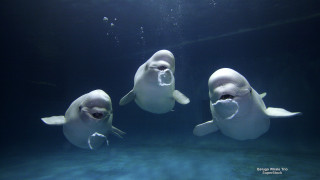 Three white dolphins swimming mouths - underwater free wallpaper for desktop