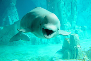 Dolphin swimming aquarium mouth wide - aloysius okelly free wallpaper