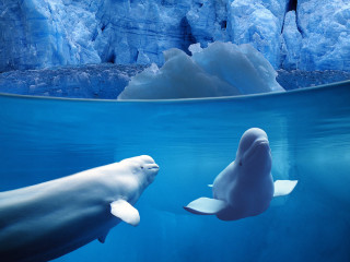 Dolphins swimming glacier icebergs pool - photograph free wallpaper