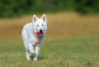 White dog running field red - a red ball free wallpaper