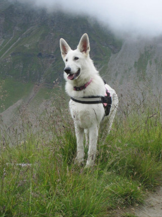 White dog hillside green fog - free dogs wallpaper for mobile