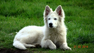 White dog grass sad looking - a white dog free wallpaper