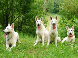 Four white dogs sitting grass - their tongue free wallpaper