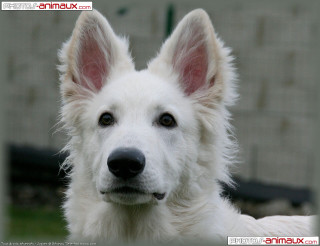 White dog black nose sad - a white dog free wallpaper