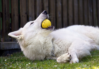 White dog laying back yellow - a yellow ball free wallpaper