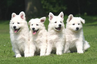 Three white dogs grass smiling - behind them free wallpaper