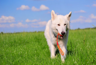 White dog red leash field - stuckism free wallpaper for desktop