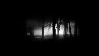 Dark forest fog trees night 2 - a dark forest free wallpaper