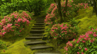 Steps hillside pink flowers green - a lush green hillside free wallpaper for desktop