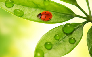 Ladybug green leaf water droplets - a ladybug free wallpaper