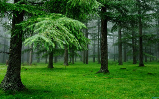 Forest trees grass foreground fog - forest free wallpaper for desktop