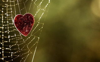 Spider web heart dewdrops center - a spider web free wallpaper
