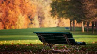 Park bench trees leaves ground - tonalism free wallpaper