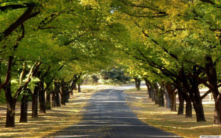 Road trees grass forest green 2 - empty free wallpaper