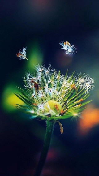 Dandelion butterflies dark background blurry - cindy wright free wallpaper for mobile