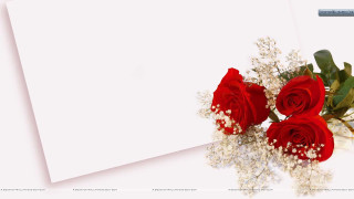 Red roses bouquet white paper - a bouquet free wallpaper