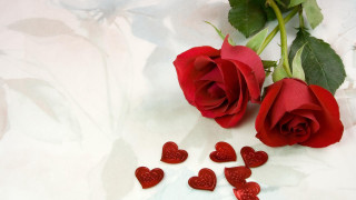 Rose red hearts white surface - a rose free wallpaper